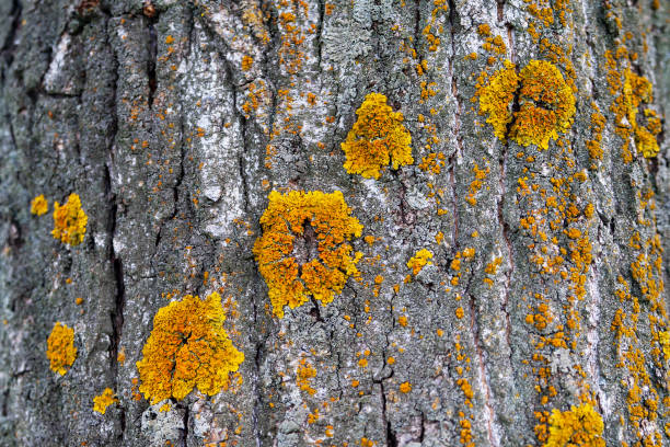 istock Xanthoria polycarpa lichen on poplar bark, closeup. 1174182674