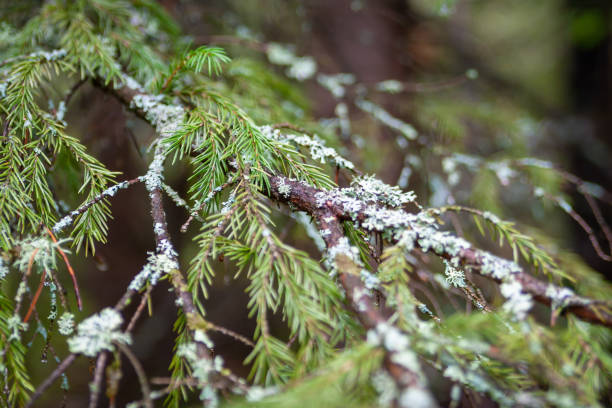 Lichen parmeliaceae on a fir branch, closeup. Lichens are an indicator of environmental cleanliness.