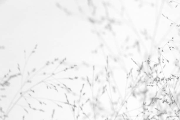 istock Gray shadows of the delicate grass on a white wall 1174189707