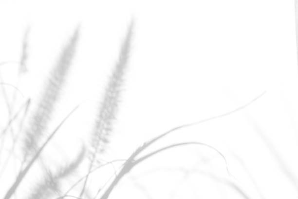 istock Gray shadows of the delicate grass on a white wall 1174189712