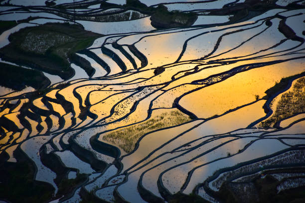 istock Terraced rice fields in Yuanyang with reflection of the sun and sky causing water in the terraces to appear orange. 1174193057