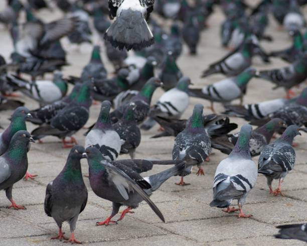 istock many colorful pigeons on ground 1174193551