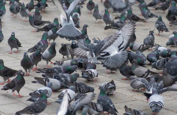 istock many colorful pigeons on ground 1174193587