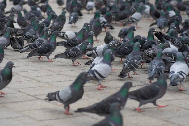 istock many colorful pigeons on ground 1174193590