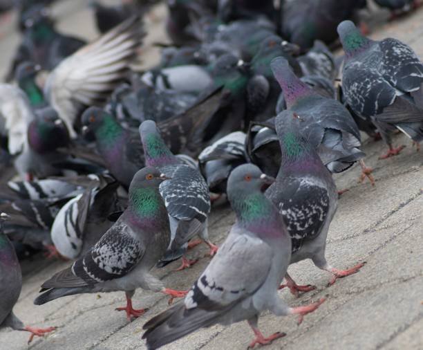 istock many colorful pigeons on ground 1174193593