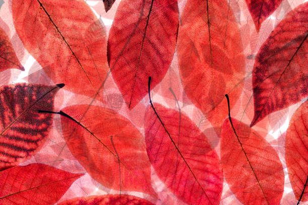 istock Close up with red leaves on isolated white bakground. 1174193916