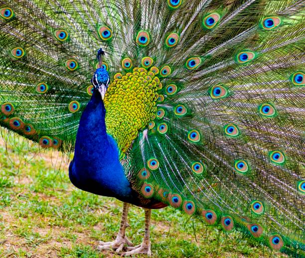 цвет и богато крылатый павлин на траве - close up peacock animal head bird стоковые фото и изображения