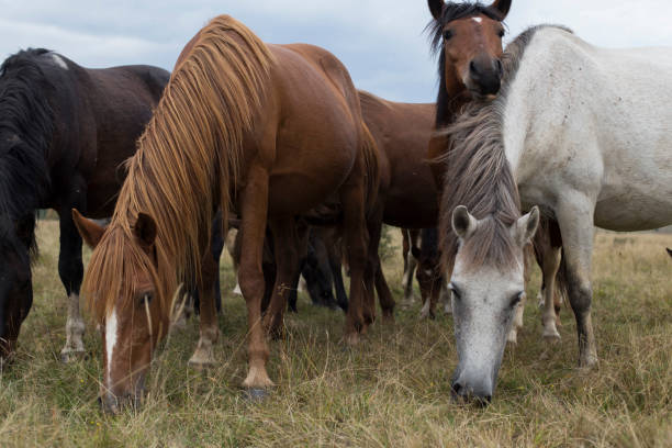 istock Group of Wild Horses 1174207269