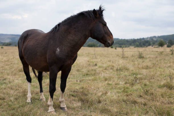 istock Beautiful Wild Horse Photos 1174207564