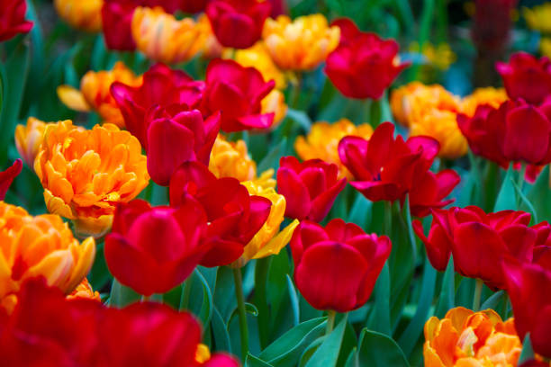Red and Yellow Tulips in full bloom