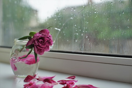 Withered bouquet of flowers on a windowsill, a cracked window, wet from the rain. Loneliness and sadness