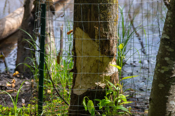Fence protecting the tree from the North American beaver (Castor canadensis) who uses sharp teeth to chop it down.