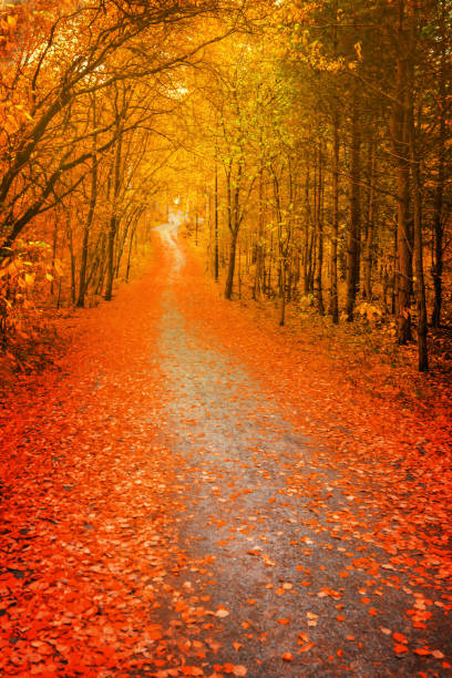 Pathway through the autumn forest, orange and red foliage trees. blur, soft focus stock photo
