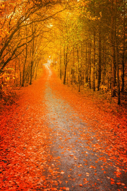 caminho através da floresta do outono, das árvores alaranjadas e vermelhas da folha. borrão, foco macio - autumn leaf nature november - fotografias e filmes do acervo