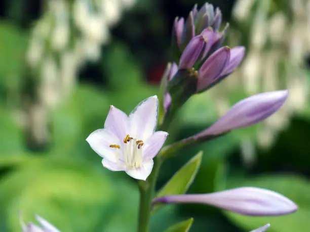 Close-up of blooming Purple Hosta flower-buds and open purple and white flower with green ivy background on a sunny day in the summer.