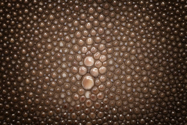 Genuine brown stingray skin closeup. Super macro Leather texture background with vignette.