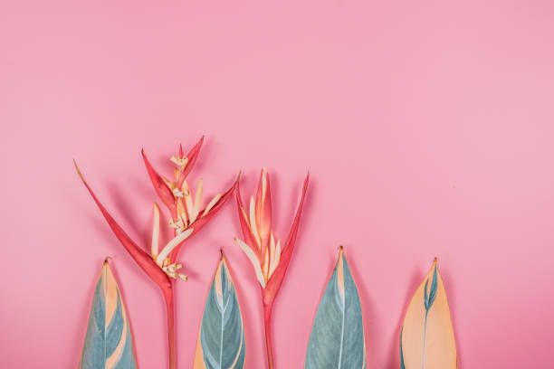 istock tropical flowers and summer concept from colorful flat lay and web banner design from heliconia with beauty leaf on pink vintage background 1174216794
