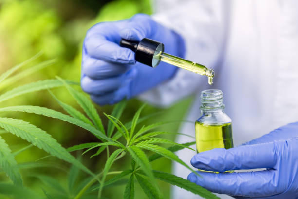 Hand holding Pipette with cannabis oil against Cannabis plant, CBD Hemp oil, medical marijuana oil concept Hand holding Pipette with cannabis oil against Cannabis plant, CBD Hemp oil, medical marijuana oil concept cannabaceae stock pictures, royalty-free photos & images