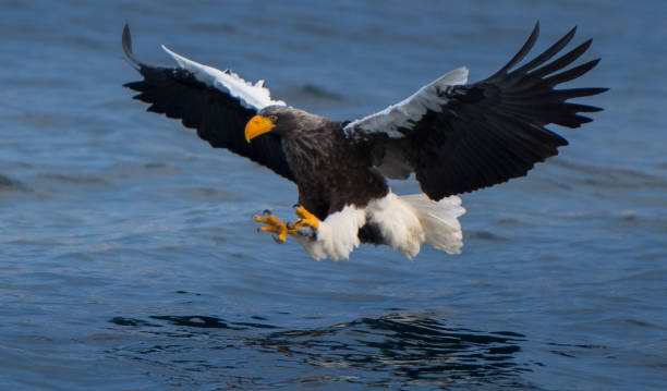 istock Flying Predatory Stellers Sea-eagle 1174219851