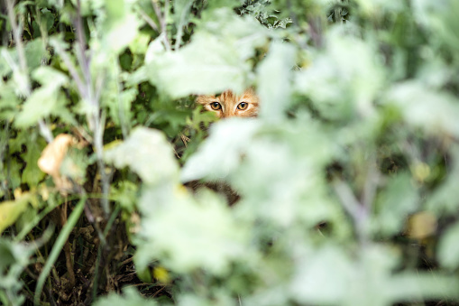 A little cat peers through an opening in a dense cluster of squash plant leaves, looking directly at the camera.  Cute kitten, or fierce predator?