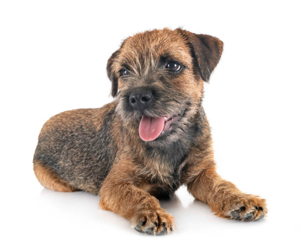 young border terrier young border terrier in front of white background border terrier stock pictures, royalty-free photos & images