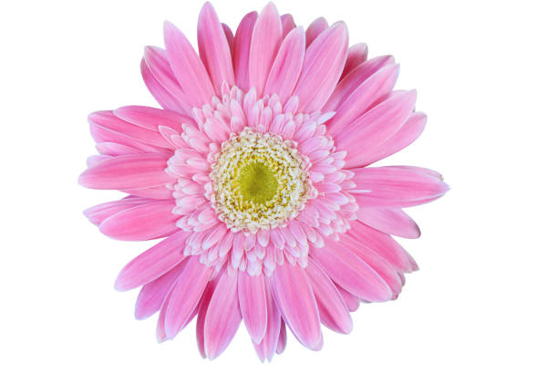 istock Vibrant bright pink gerbera daisy flowers blooming isolate on white background. 1174225908