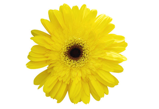 istock Vibrant bright yellow gerbera daisy flowers blooming isolate on white background 1174225946