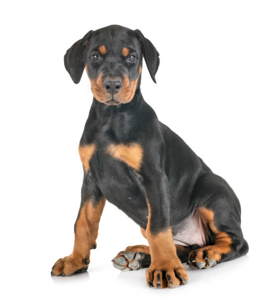 istock puppy Doberman Pinscher 1174226234