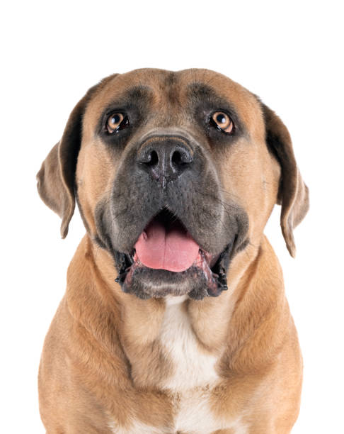 istock adult italian mastiff 1174229705