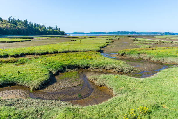 istock Nisqually Wetlands Grass Mounds 3 1174230265