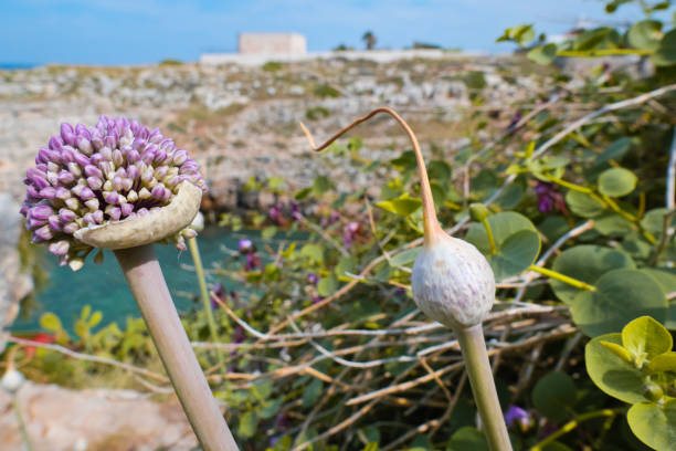 istock Wild mediterranean plant in the summer 1174231761
