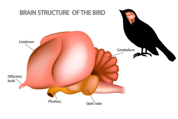 새의 뇌. - bird brain stock illustrations