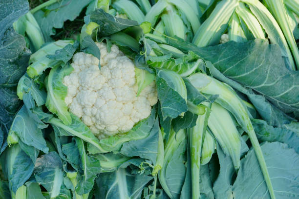 istock Cauliflower, agriculture of India 1174234450