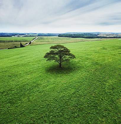 Aerial drone view of a solitary tree in a vast rural landscape.