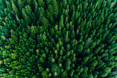 Spruce forest of the Ukrainian Carpathians, top view of picturesque centuries-old trees.