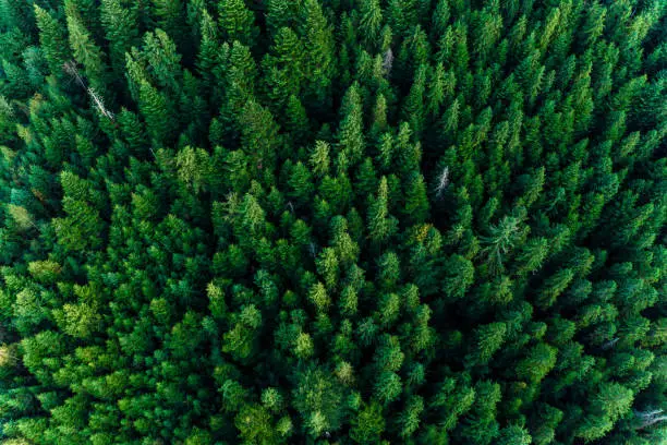 Spruce forest of the Ukrainian Carpathians, top view of picturesque centuries-old trees. 2019