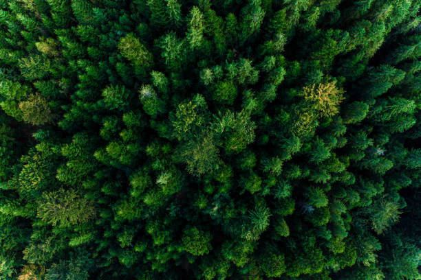 istock Top view of centuries old Carpathian forest trees, beautiful texture. 1174236925