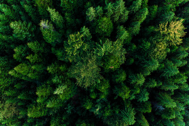istock Top view of centuries old Carpathian forest trees, beautiful texture. 1174237018