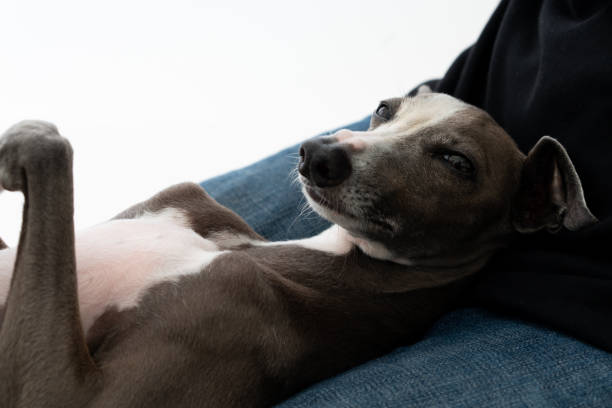 istock Italian Greyhound Dog lying on owner's legs 1174237093