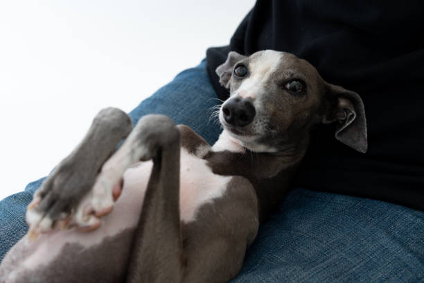 istock Italian Greyhound Dog lying on owner's legs 1174237094