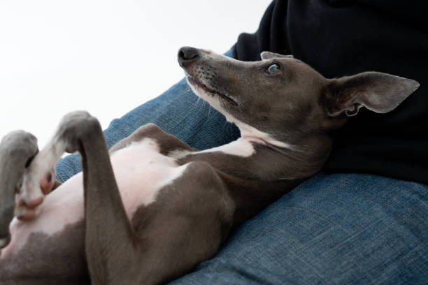 istock Italian Greyhound Dog lying on owner's legs 1174237111