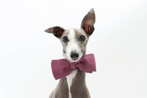 italian greyhound dog with bow tie isolated on white background - dress to impress imagens e fotografias de stock