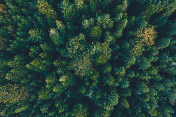 istock Top view of centuries old Carpathian forest trees, beautiful texture. 1174237260
