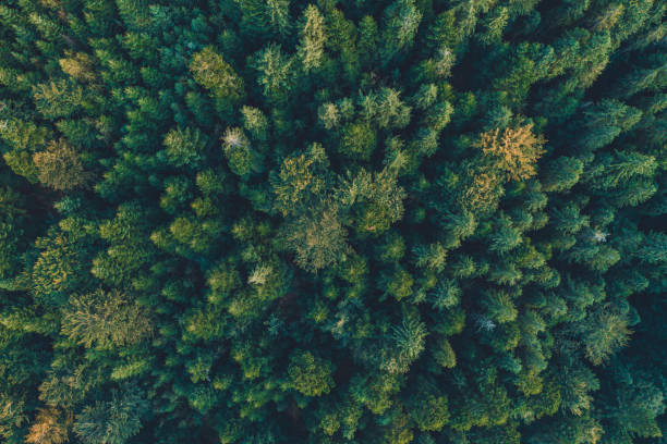 istock Top view of centuries old Carpathian forest trees, beautiful texture. 1174237334
