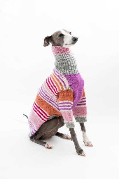 Italian Greyhound Dog wearing sweater isolated on white background stock photo