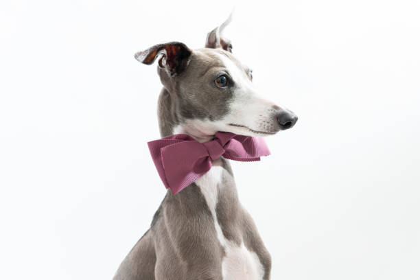 greyhound bow tie