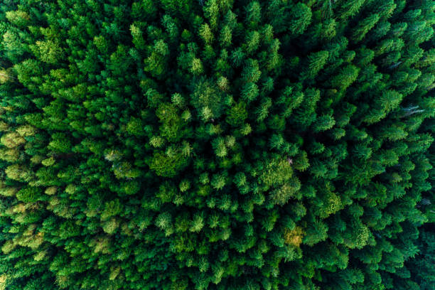 istock Top view of centuries old Carpathian forest trees, beautiful texture. 1174238006