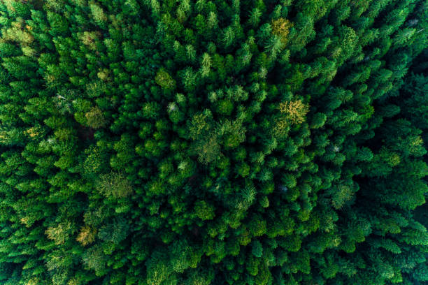 istock Top view of centuries old Carpathian forest trees, beautiful texture. 1174238110