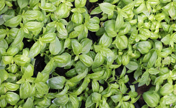 istock green leaves of fresh fragrant basil 1174238299