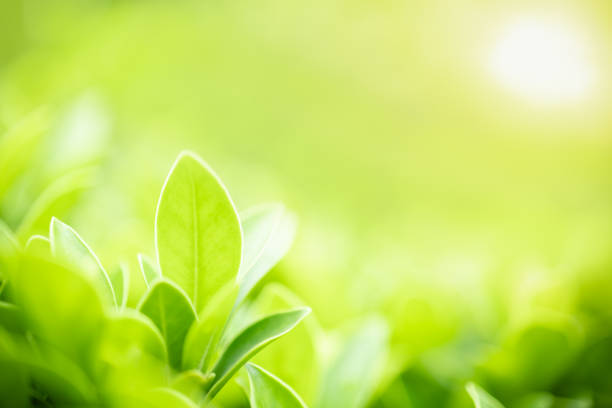 istock Close up of nature view green leaf on blurred greenery background under sunlight with bokeh and copy space using as background natural plants landscape, ecology wallpaper concept. 1174238353